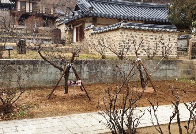 도산서원 금송 자리에 식재된 매화나무(안동시 제공) © News1