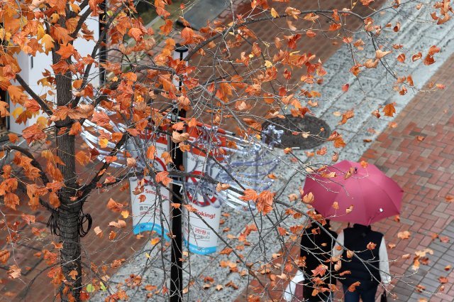부슬비가 내린 16일 오후 대구 중구 동성로에서 우산을 쓴 시민들이 낙엽이 뒹구는 거리를 걷고 있다. © News1