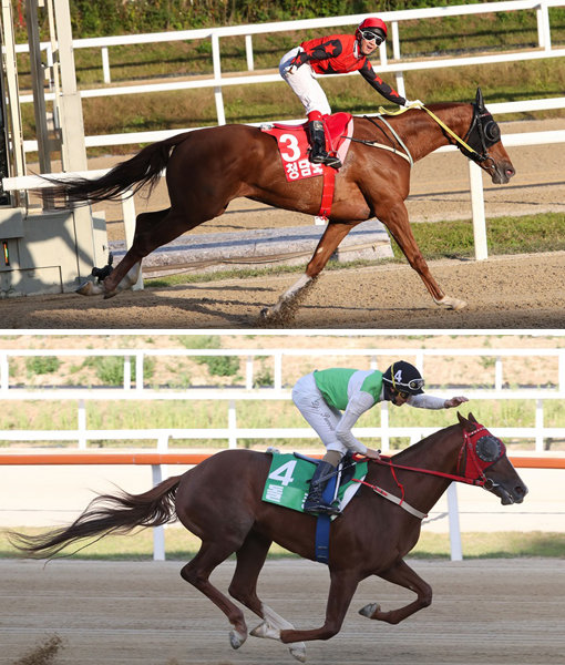 청담도끼(위쪽)-돌콩.