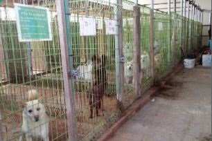 이 사진은 기사와 관련 없음. 안성동물보호소 홈페이지 사진.