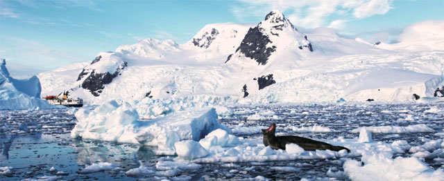 빙산 위에서 포효하는 바다사자 뒤로 관광객을 태운 크루즈선 오션노바호가 빙산과 섬 사이 얼음바다를 헤치고 있다. 신발끈여행사 제공