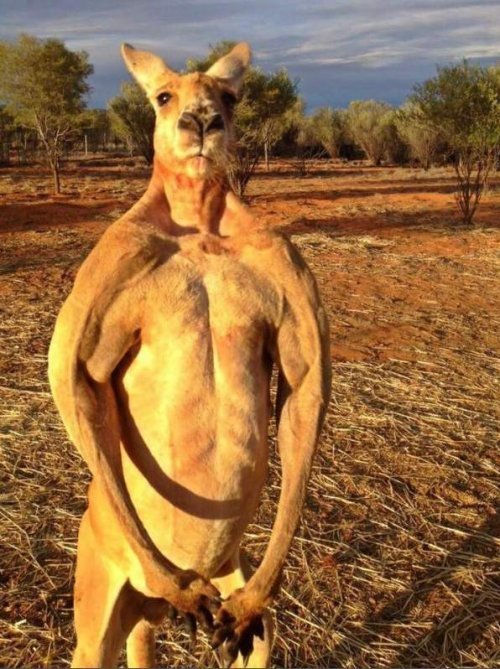 로저 사진(출처:앨리스스프링스 보호소)