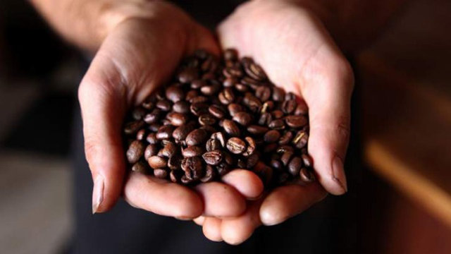 동티모르 커피는 일반 커피원두보다 다소 비싸지만 유전자조작이나 화학비료를 사용하지 않아 원종에 가까운 맛을 간직하고 있다.