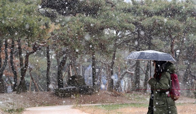 전국에 눈과 비가 내린 11일 전북 전주시 전북대학교에서 한 한생이 우산을 쓰고 교정을 걷고 있다.2018.12.11/뉴스1 © News1