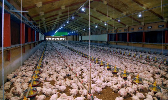 양계장의 닭들 <자료사진> © News1