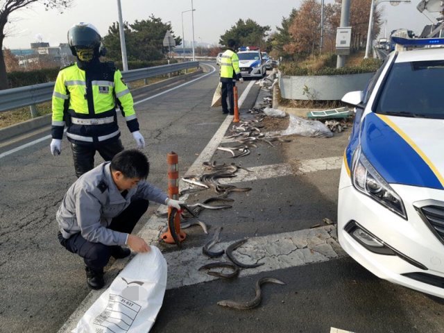 경찰이 19일 오전 광주 서구 제2순환도로 덕흥대교 인근 도로에 떨어진 장어를 포대에 담고 있다. 장어를 싣고 가던 트럭의 덮개가 벗겨지면서 일어난 이날 사고로 장어 100여마리가 도로에 떨어져 1, 2차로 통행이 40여분간 통제됐다.(광주 서부경찰서 제공)2018.12.19/뉴스1