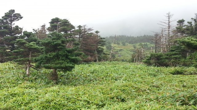 한라산국립공원에서 조릿대에 둘러싸인 멸종위기 구상나무의 모습. 뉴스1DB