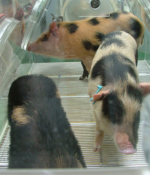 이종 장기 이식을 위해 무균실에서 자라고 있는 미니돼지. 돼지의 장기를 사람에게 이식했을 때 면역거부반응을 없앴다. 바이오이종장기개발사업단 제공