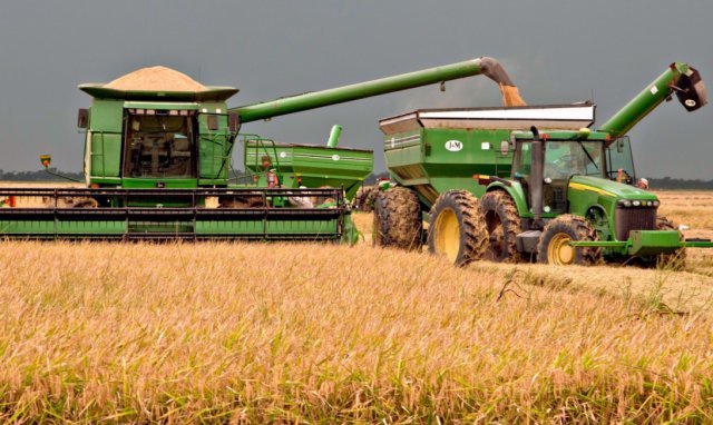 미국 농가에서 쌀을 수확하고 있는 장면 © AFP=뉴스1