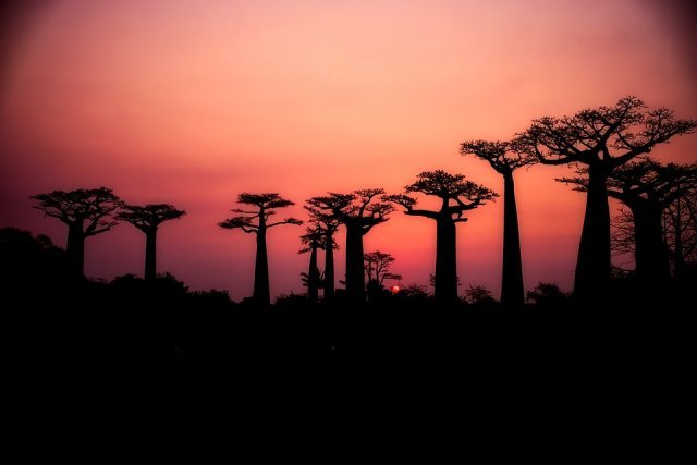 석양에 비친 바오바브나무 모습. 아프리카 남부의 수명 1000년 이상의 바오바브나무들이 최근 10년 간 대거 괴사한 가운데, 전문가들은 기후변화가 영향을 미쳤을 것으로 추정하고 있다. 사진 출처 픽사베이