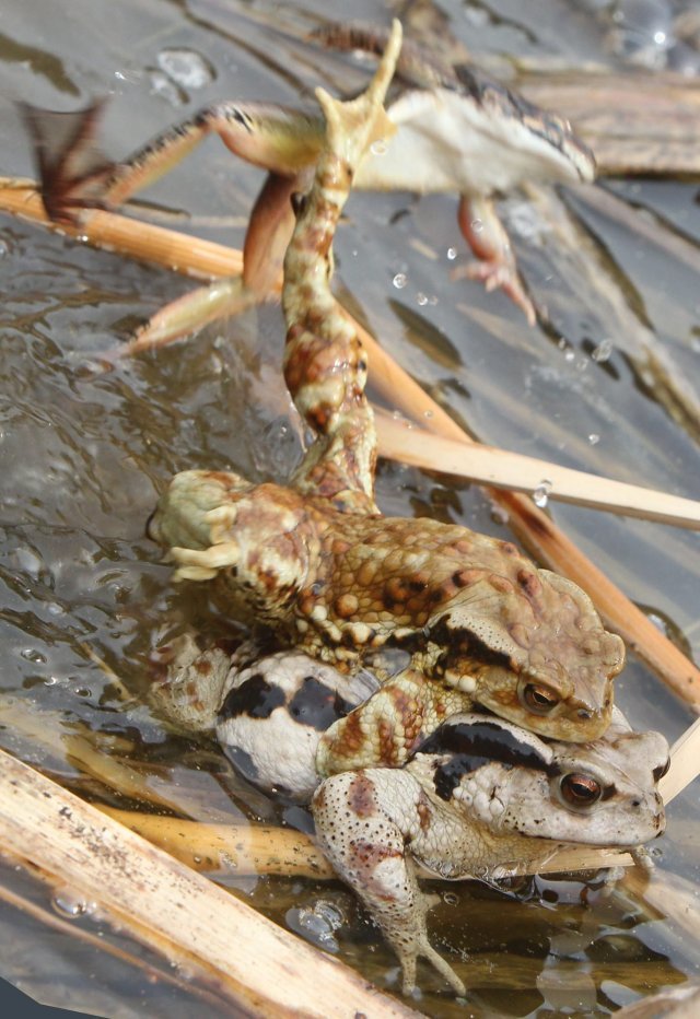 “저리 가라”, 두꺼비의 이단 옆차기
경기 안양시 한 저수지에 두꺼비 부부의 사랑을 방해하는 개구리 수컷을 두꺼비 수컷이 왼발로 차고 있다.