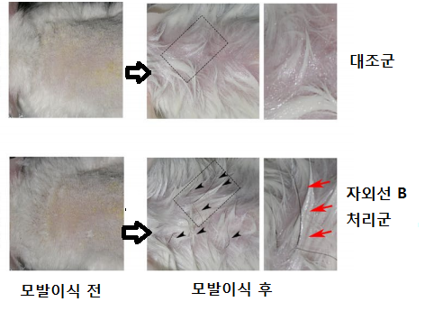 서울대병원 피부과 권오상 교수팀이 자외선B 레이저를 조사한 모발을 이식한 후 6개월 동안 관찰한 실험용 쥐의 모습.  © News1