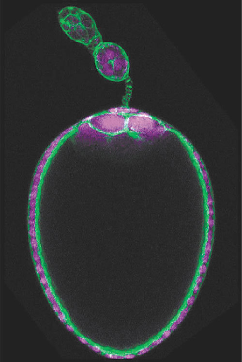 모기의 알로 발생하는 중간단계인 ‘난모세포’를 공초점현미경으로 찍었다. 알 가장자리에서는 알 껍질에 관여하는 단백질이 나온다. 애리조나대 제공