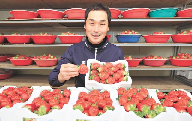강진 딸기는 당도가 12~14브릭스로 맛과향이 뛰어나다.