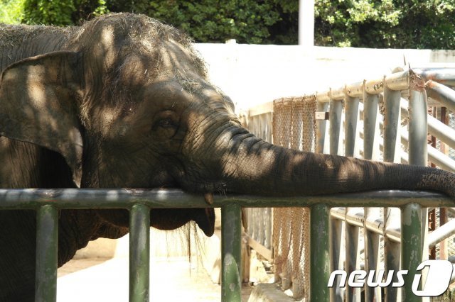 전주동물원 코끼리/뉴스1