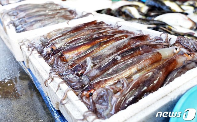 22일 강원도 강릉시 주문진 어민수산시장에 판매되고 있는 오징어 © News1