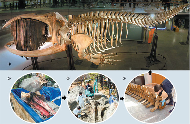 ① 쉽게 부서지는 두개골을 매장하기 위해 따로 만든 목재 틀에 담고 있다. ② 4년 뒤 조심스럽게 삽으로 참고래 뼈를 발굴한다. ③
 땅에서 꺼낸 뼈를 건조하기 위해 부위별로 배열하고 있다. ④ 뼈를 하나씩 맞춰 골격 표본을 완성한다. 사진은 프랑스 자연사 
박물관에 전시된 참고래 골격표본. 자료: 국립수산과학원 고래연구센터·위키미디어