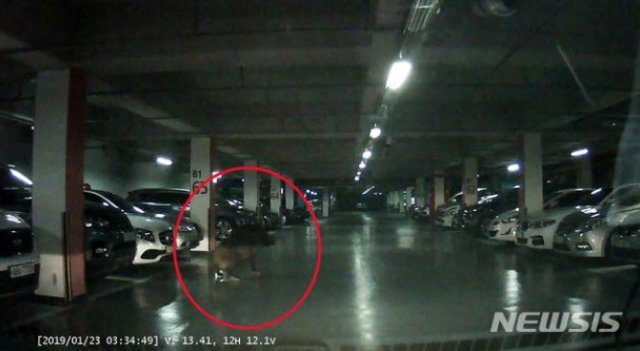 사진=23일 오전 3시 59분께 부산 사하구의 한 아파트 지하주차장에서 대형 멧돼지 한 마리가 출몰, 경찰과 소방이 합동으로 포획에 나섰지만 실패했다(뉴시스)