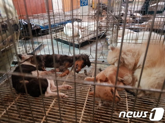 천안 펫숍에서 발견된 개들의 사체(사진 동물자유연대 제공)© News1