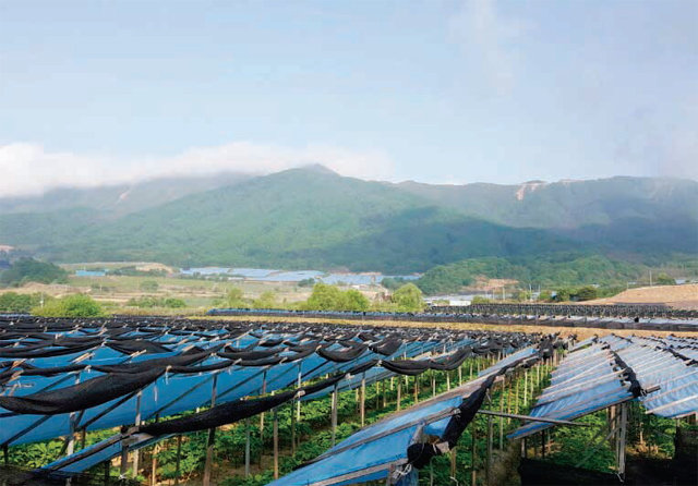 ‘삼농인발효홍삼’의 원료는 전국의 좋은 인삼 밭에서 최적의 시기에 수확한다.