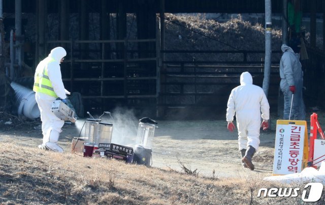 29일 오전 경기도 안성시 금광면의 구제역 확진 젖소 농가에서 방역 당국 관계자들이 살처분 후 정리 작업을 하고 있다. 경기도는 젖소 120마리 살처분을 완료했으며 추가 감염에 대비해 반경 500ｍ 이내 농가가 사육 중인 소와 돼지 등 우제류 가축(발굽이 2개인 가축)에 대한 정밀검사를 진행하고 있다고 밝혔다. 2019.1.29/뉴스1