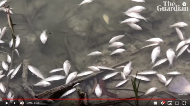 호주 메닌디 달링 강의 폐사한 물고기들 <가디언 뉴스 유튜브 화면 캡처>