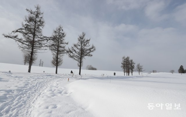 마일드 세븐 언덕 맞은 편-도로에서 눈 덮인 눈밭 길을 통해 나무 아래까지 접근이 가능하다.하얀 설경이 펼쳐지는 겨울에 특히 아름답다.