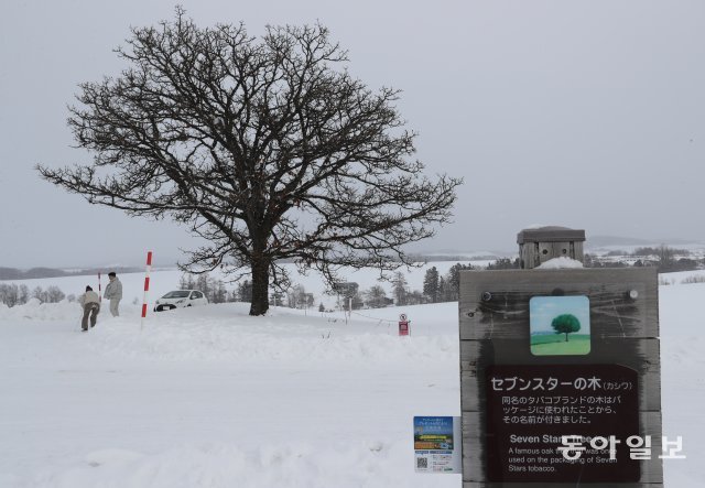 세븐스타 나무-언덕 위에 서 있는 한 그루의 떡갈나무.일본 담배 세븐 스타 패키지로 사용되면서 유명해졌다.하얀 감자꽃이 언덕을 뒤덮는 초여름이 가장 멋있다고 한다.