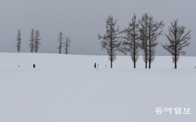 마일드 세븐 언덕 맞은 편-도로에서 눈 덮인 눈밭 길을 통해 나무 아래까지 접근이 가능하다.하얀 설경이 펼쳐지는 겨울에 더욱 아름답다.