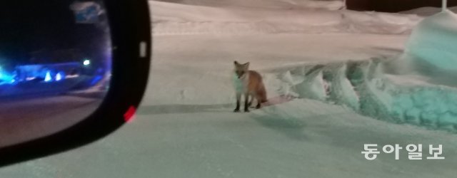 붉은 여우=흰수염 폭포에서 차로 이동중 붉은 여우 한마리가 어슬렁거리는 모습을  스마트폰 카메라로  급하게 촬영.
김동주기자 zoo@donga.com