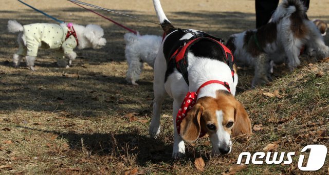 태화강 둔치에서 강아지들이 뛰어 놀고 있다. © News1