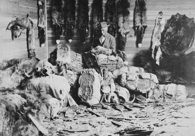 1890년대 캐나다 알베르타의 모피상. [위키피디아]