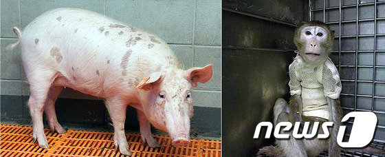 동물이 사람에에 장기를 공급하는 이종이식을 위해 국내 연구진이 개발한 무균돼지 ‘믿음이’(왼쪽)로부터 각막을 이식받은 필리핀원숭이./뉴스1 © News1