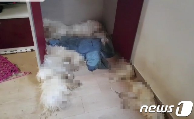 천안의 한 원룸에서 지난달 21일 개 11마리 사체가 발견됐다.© 뉴스1