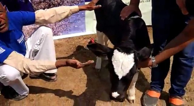 인도 성감별 유전자로 태어난 젖소. 출처 유튜브