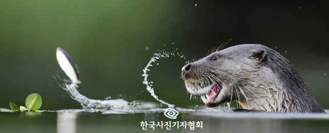 김태규기자/ 전남매일/ 한국사진기자협회 - 무단전재 재배포금지