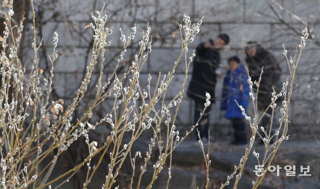 대동강물 도 풀린다는 우수(雨水,19일)를 지난 21일  오후  날씨가 풀려 영상기온을 되찾자  서울 청계천 변의 갯버들도 꽃봉오리를 피고 봄을 준비하고 있다.