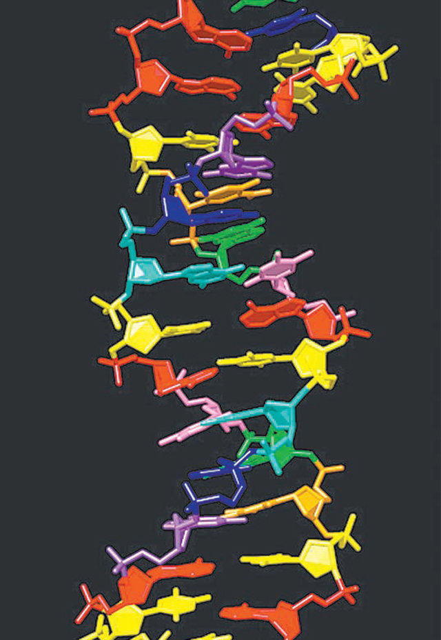 미국 연구팀이 새롭게 개발한 인공 DNA의 분자 결합 구조를 모사했다. 기존 DNA는 네 개 분자를 썼지만 연구팀은 8개 분자를 이용해 기존과 비슷한 이중 나선 구조를 이뤘다. 사진 출처 인디애나의대
