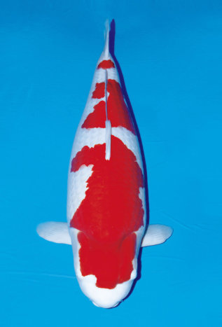 일본산 비단잉어, 부자들에 인기 ‘쑥쑥’ …한 마리에 23억 원?/2억엔 이상에 낙찰된 비단잉어, 일본 ‘월간 비딘잉어‘ 캡처.