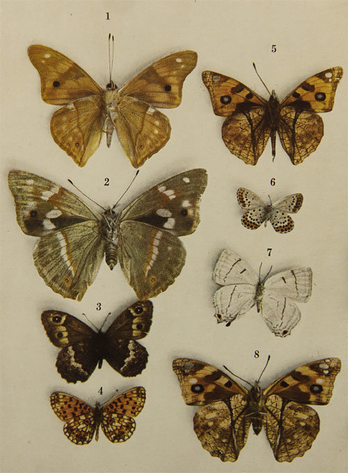 석주명이 1939년 발간한 영문학술서 ‘조선산 접류 총목록’ 속 컬러 나비 사진.
