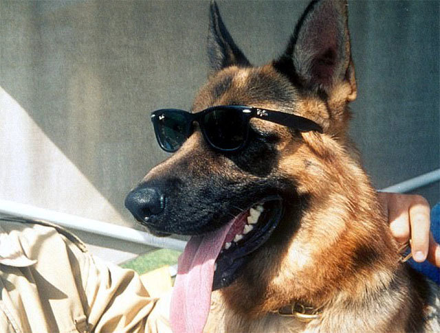 애완동물 부자 1위인 독일산 셰퍼드 군터 4세. 데일리메일