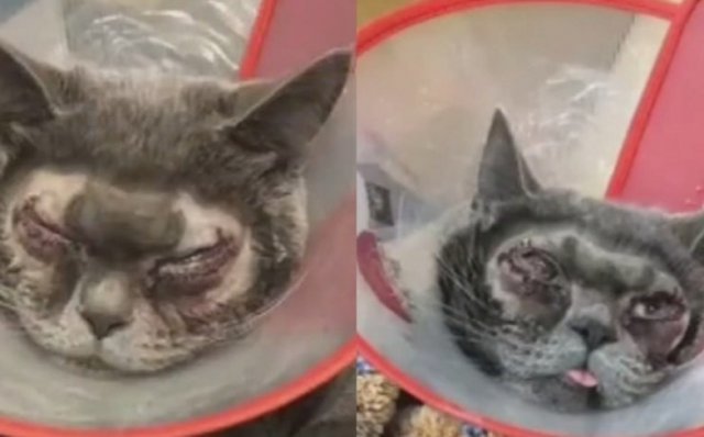 쌍꺼풀 수술을 한 고양이 - 웨이보 갈무리