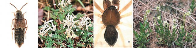 환경부 소속 국립생물자원관이 지난달 발표한 국내 자생생물 현황에 새롭게 이름을 올린 오대산털보바수염반날개,
봉화현호색, 평창나사접시거미, 선갯장대(왼쪽부터). 이 생물들은 지난해 세계 최초로 국내에서 발견된 신종이다. 국립생물자원관 제공