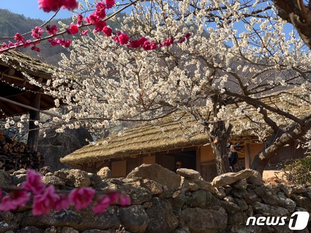 ‘2019 광양매화축제’ 가 열린 전남 광양시 섬진강 매화마을의 한 초가집. 이 집에 심어진 매화나무에서  하얀 매화꽃이 만개했다./뉴스1 © News1