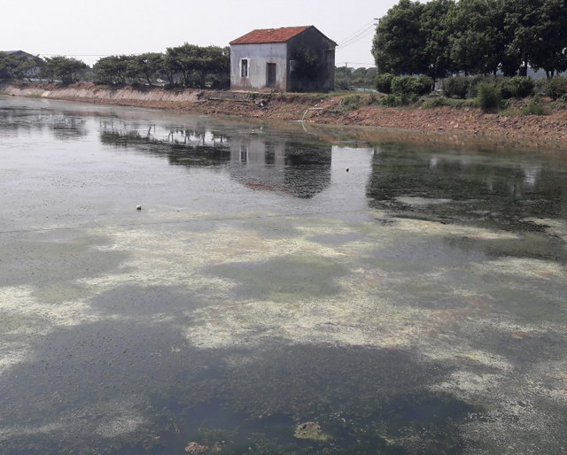 중국 장쑤성 타이 호수 인근의 민물게 양식장. 최근 과학자들은 이런 양식장이 기후변화에 미치는 영향이 크다고 경고했다. 강호정 교수 제공