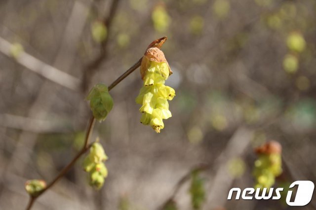 히어리 개화(지리산국립공원경남사무소제공)© 뉴스1