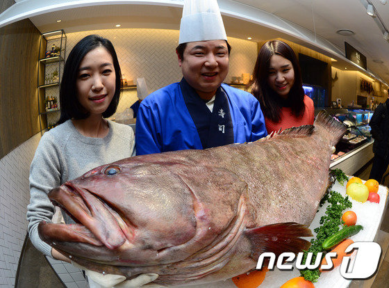 2015년 제주도 모슬포 앞바다에서 잡힌 무게 27㎏, 길이 1m20㎝에 달하는 자연산 초대형 다금바리(뉴스1DB)© News1