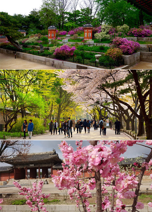 4대 궁과 종묘, 조선왕릉 등지는 봄꽃의 정취를 느낄 수 있는 안성맞춤의 장소다. 지난해 봄꽃이 만개했던 경복궁 아미산 화계(花階·위 사진)와 덕수궁 대한문 진입로(가운데 사진), 창경궁 옥천교 일원의 모습. 문화재청 제공