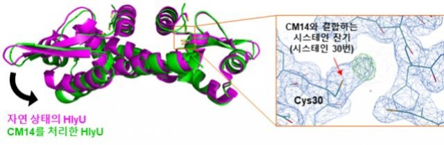 자연 상태의 HlyU 단백질과 CM14을 처리한 HlyU 단백질의 구조 비교.© 뉴스1