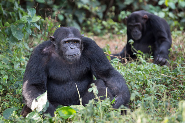 우간다에서 수컷 침팬지의 모습을 찍었다. 경쟁이 심한 수컷 영장류는 인간이 정치에서 보이는 것과 비슷한 권모술수를 쓴다. 국제동물복지기금 제공